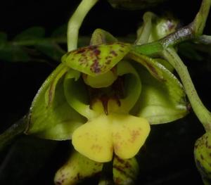 Dendrobium cyrtolobum