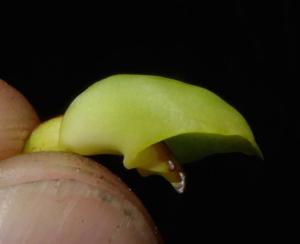 Dendrobium cyrtolobum