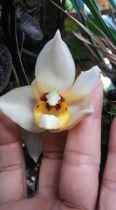 Stanhopea pulla