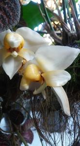 Stanhopea pulla