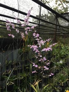 Ionopsis utricularioides