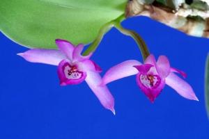 Meiracyllium trinasutum