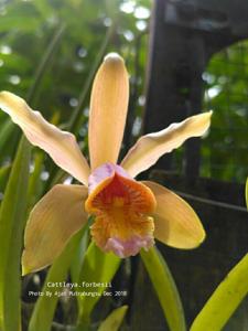 Cattleya forbesii