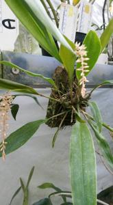 Coelogyne graciliscapa