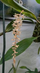 Coelogyne graciliscapa