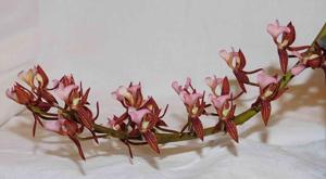 Mormodes warszewiczii