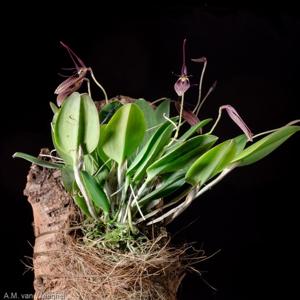Restrepia contorta