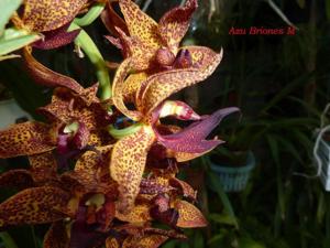 Mormodes tuxtlensis