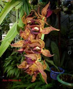 Mormodes tuxtlensis