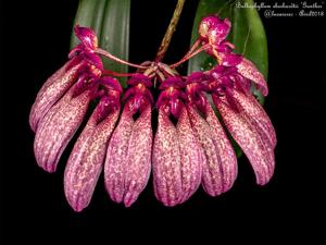 Bulbophyllum longiflorum