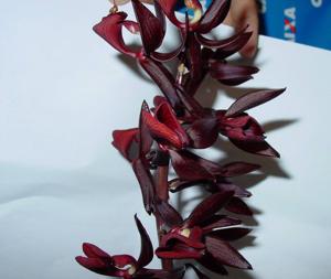 Mormodes vernixioidea