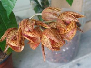 Mormodes lawrenceana