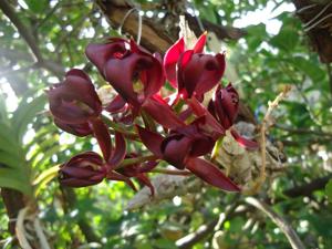 Mormodes atropurpurea