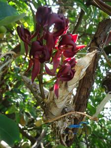 Mormodes atropurpurea