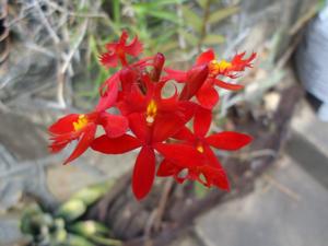 Epidendrum radicans