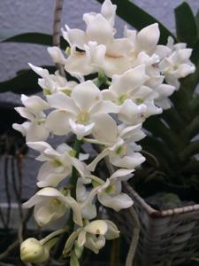 Rhynchostylis gigantea
