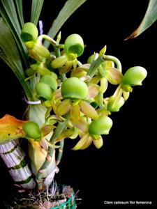 Catasetum callosum