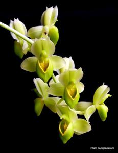 Catasetum complanatum