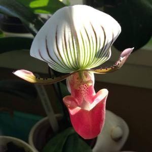 Paphiopedilum barbatum