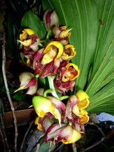 Catasetum macrocarpum