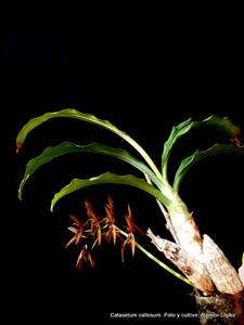 Catasetum callosum