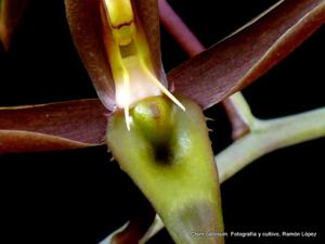 Catasetum callosum