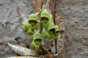 Catasetum semicirculatum