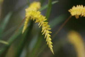 Coelogyne javieriana