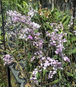 Ionopsis utricularioides