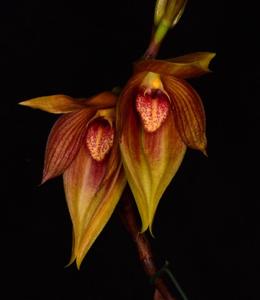 Bulbophyllum mandibulare