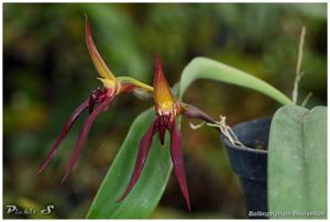 Bulbophyllum basisetum