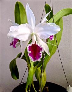 Cattleya labiata var. semialba