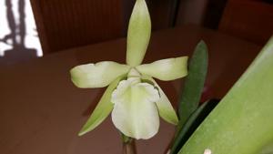 Rhyncholaelia glauca