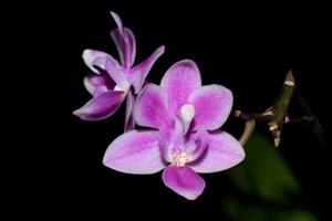 Phalaenopsis equestris var. rosea