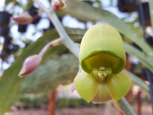 Catasetum matogrossense