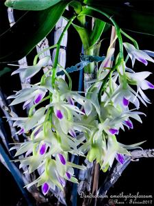 Dendrobium amethystoglossum