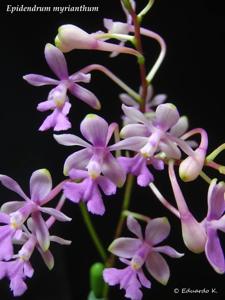 Epidendrum myrianthum