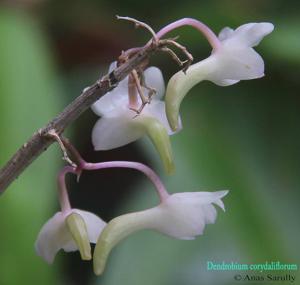 Dendrobium corydaliflorum