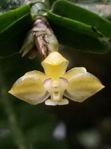 Agrostophyllum stipulatum