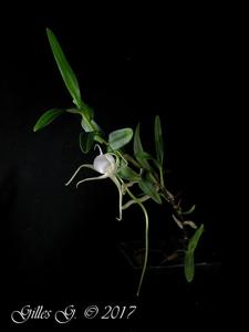 Angraecum conchoglossum