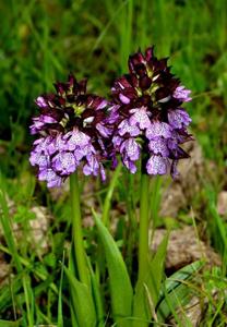 Orchis purpurea