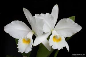 Cattleya labiata var. alba