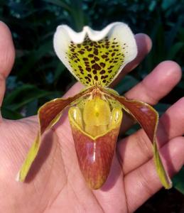 Paphiopedilum insigne var. giganteum
