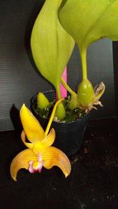 Bulbophyllum claptonense