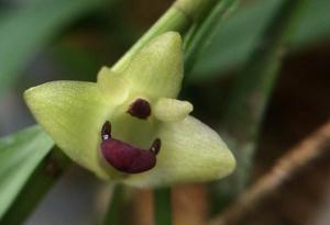 Dendrobium erectifolium