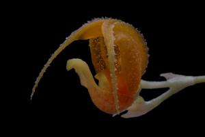 Scaphosepalum beluosum