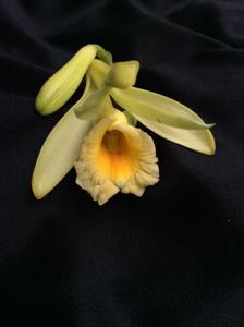 Vanilla pompona subsp. grandiflora