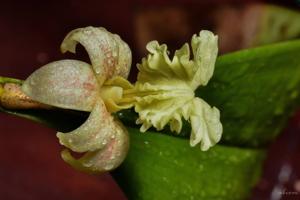 Dendrobium plicatile