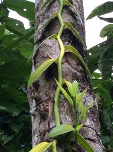 Vanilla pompona subsp. grandiflora