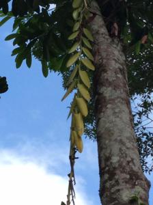 Vanilla pompona subsp. grandiflora